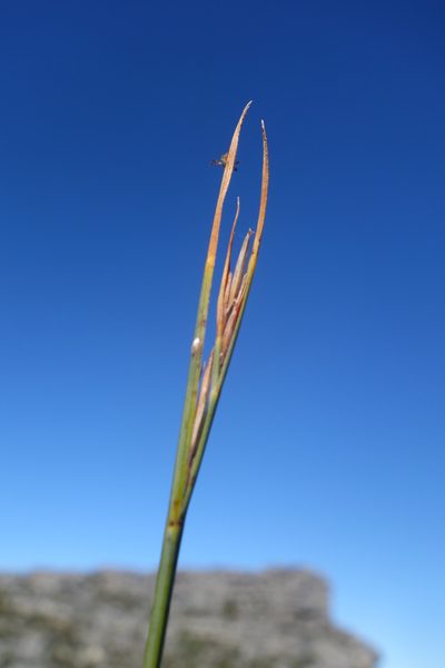 Schoenus quadrangularis, photographed by Tammy