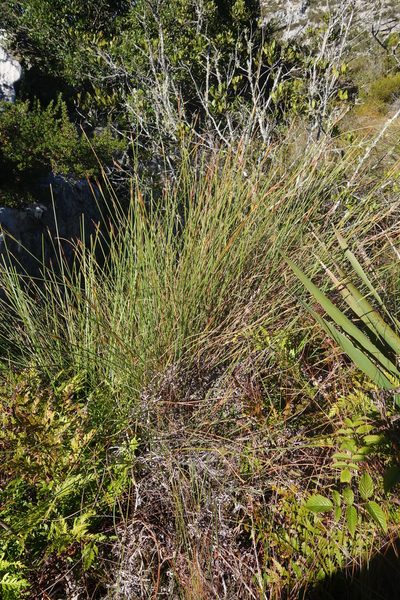 Schoenus quadrangularis, photographed by Tammy