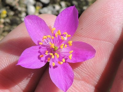 Phemeranthus calcaricus, photographed by Sam Kieschnick