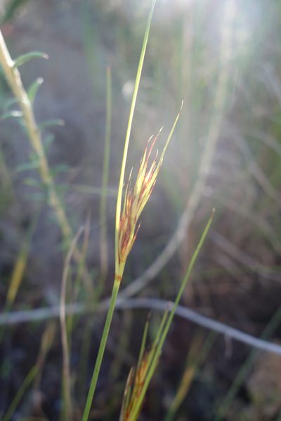 Schoenus compactus, photographed by Tammy
