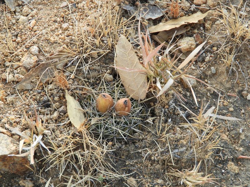 Coryphantha ottonis, photographed by SusanaLarios Bayardo