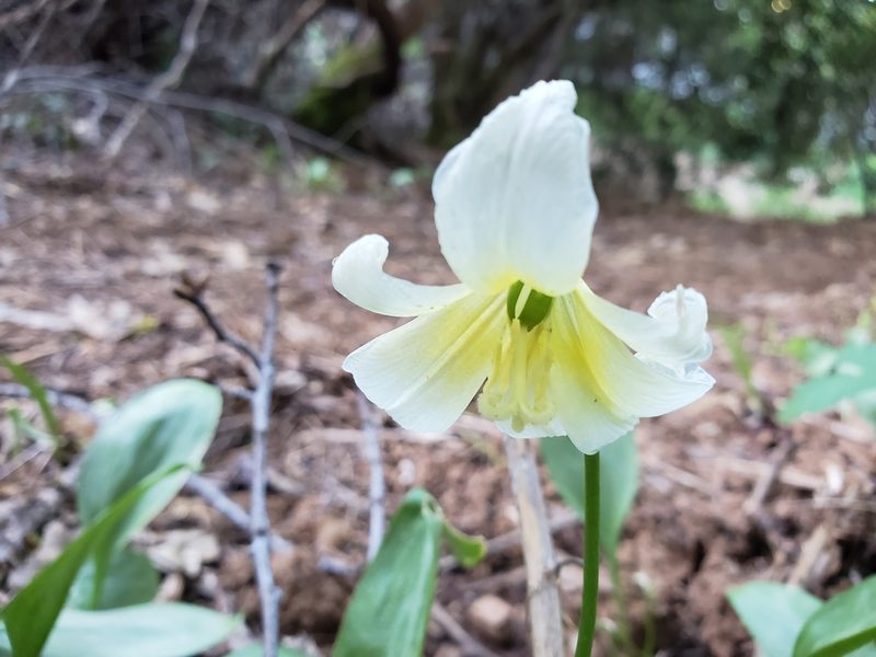 Erythronium multiscapideum, photographed by Mary Grim