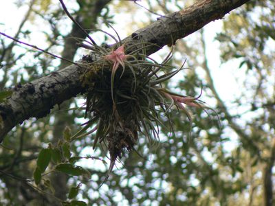 Tillandsia erubescens, photographed by Francisco Emilio Roldán Velasco