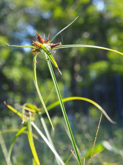 Cyperus aggregatus, photographed by Lena Struwe