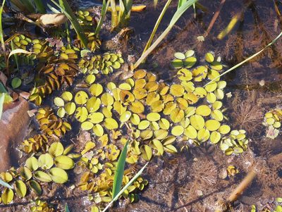 Salvinia auriculata, photographed by Lena Struwe