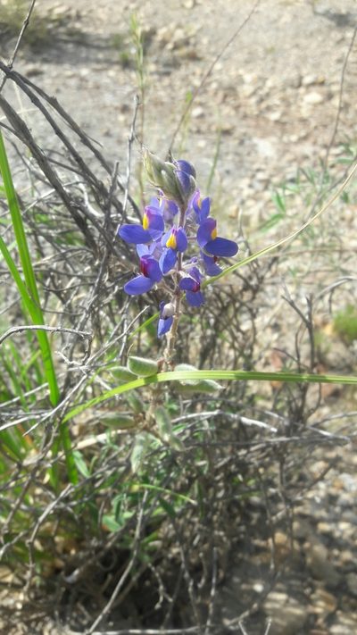 Lupinus altimontanus, photographed by Liliana Boada