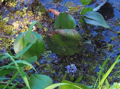 Pontederia heterosperma, photographed by Lena Struwe