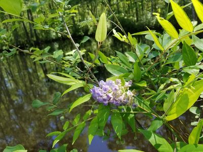 Wisteria frutescens, photographed by Scott Allen Davis