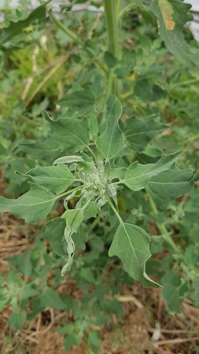 Chenopodium berlandieri, photographed by Martín Sánchez Vilchis