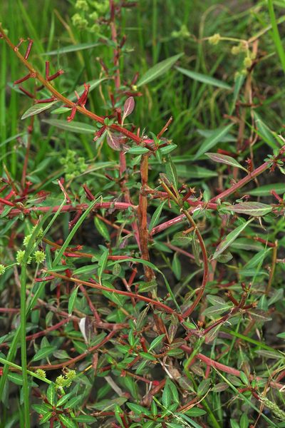 Ludwigia perennis, photographed by Franz Anthony