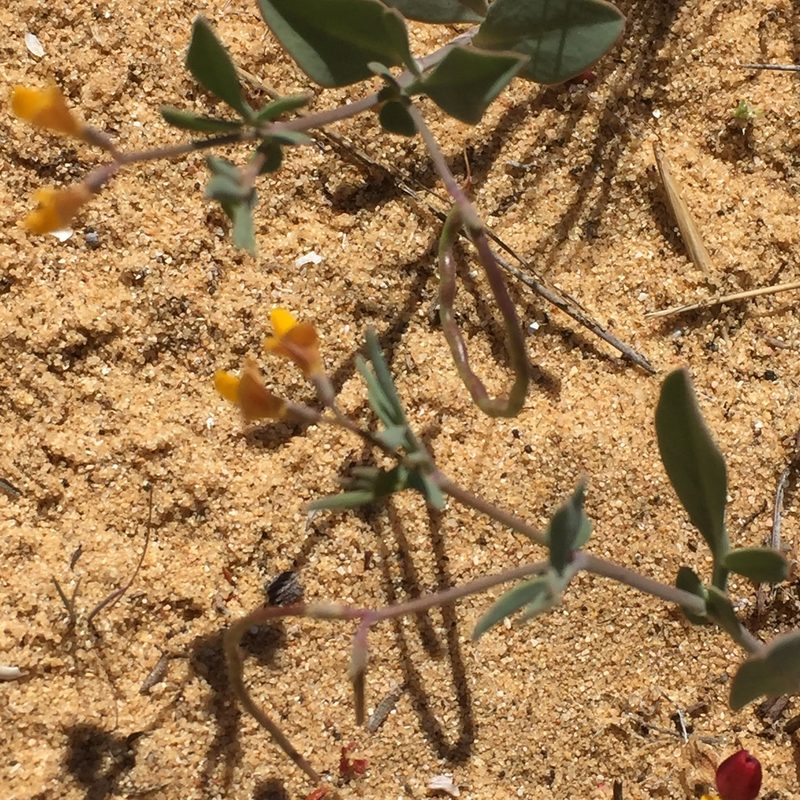 Coronilla repanda, photographed by Andre Hosper