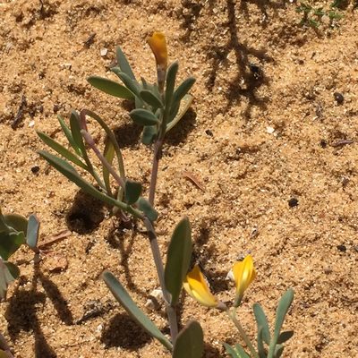 Coronilla repanda, photographed by Andre Hosper