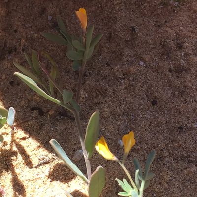 Coronilla repanda, photographed by Andre Hosper
