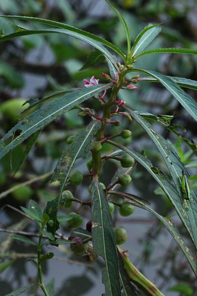 Hydrocera triflora, photographed by Franz Anthony