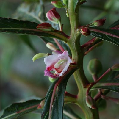 Hydrocera triflora, photographed by Franz Anthony