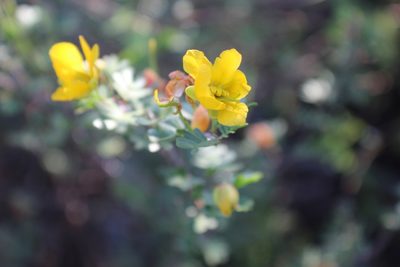 Chamaecrista greggii, photographed by Francisco Martínez González