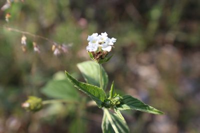 Lantana achyranthifolia, photographed by Francisco Martínez González