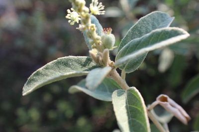 Croton incanus, photographed by Francisco Martínez González