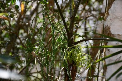 Chamaedorea glaucifolia, photographed by Neptalí Ramírez Marcial