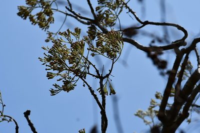 Pittocaulon velatum, photographed by Neptalí Ramírez Marcial
