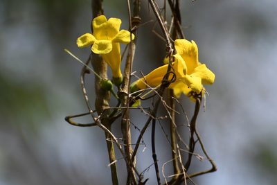 Anemopaegma chrysanthum, photographed by Neptalí Ramírez Marcial