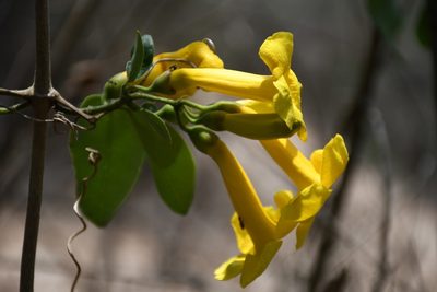 Anemopaegma chrysanthum, photographed by Neptalí Ramírez Marcial