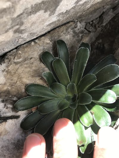 Saxifraga mutata, photographed by Riccardo Riva
