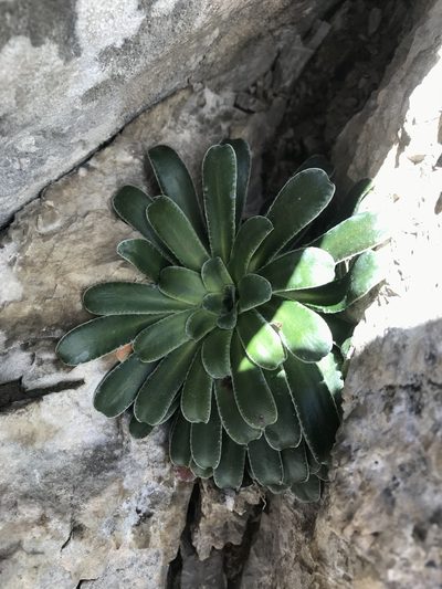 Saxifraga mutata, photographed by Riccardo Riva