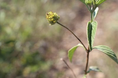 Lantana canescens, photographed by Francisco Martínez González