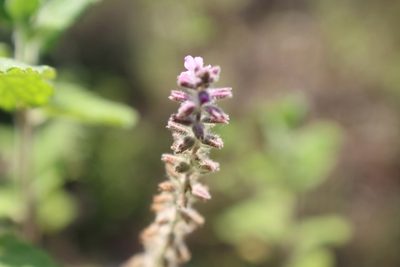 Aloysia macrostachya, photographed by Francisco Martínez González