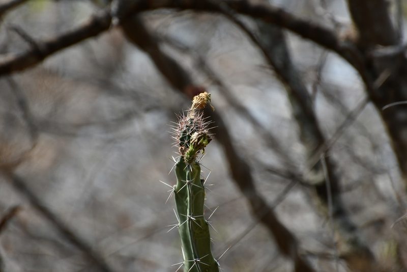 Acanthocereus chiapensis, photographed by Neptalí Ramírez Marcial