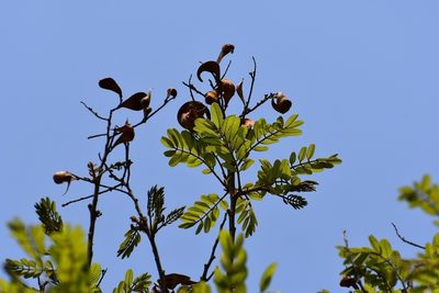 Lonchocarpus rugosus, photographed by Neptalí Ramírez Marcial