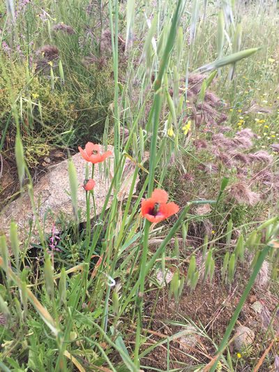 Papaver pinnatifidum, photographed by Javier Solís