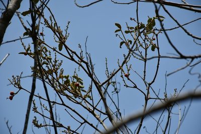 Bunchosia montana, photographed by Neptalí Ramírez Marcial