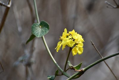 Stigmaphyllon dichotomum, photographed by Neptalí Ramírez Marcial