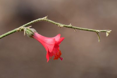 Hibiscus poeppigii, photographed by Neptalí Ramírez Marcial