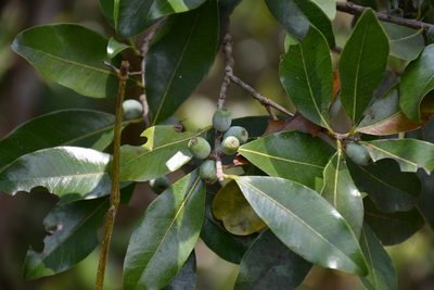 Sideroxylon persimile, photographed by Neptalí Ramírez Marcial