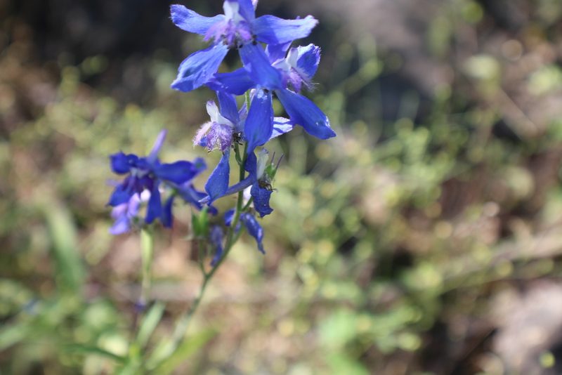 Delphinium madrense, photographed by Francisco Martínez González