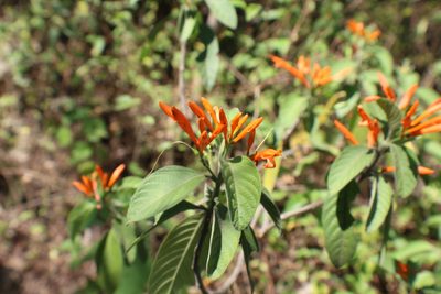 Justicia spicigera, photographed by Francisco Martínez González