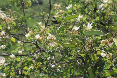 Bauhinia lunarioides, photographed by Francisco Martínez González