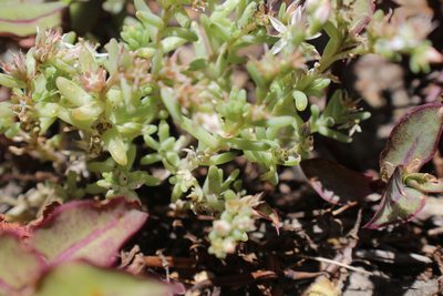 Sedum potosinum, photographed by Francisco Martínez González