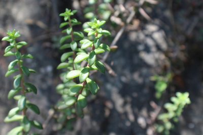 Sedum calcicola, photographed by Francisco Martínez González