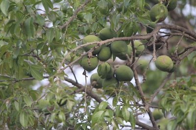 Casimiroa edulis, photographed by José Belem Hernández Díaz