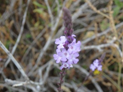 Verbena menthifolia, photographed by Tom and T Herman