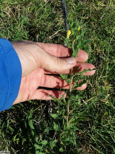 Oenothera indecora, photographed by Chris Vynbos