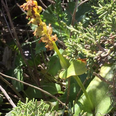 Gennaria diphylla, photographed by Andre Hosper