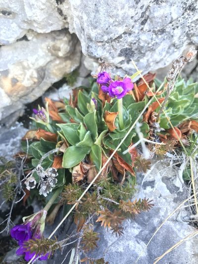 Primula glaucescens, photographed by Riccardo Riva