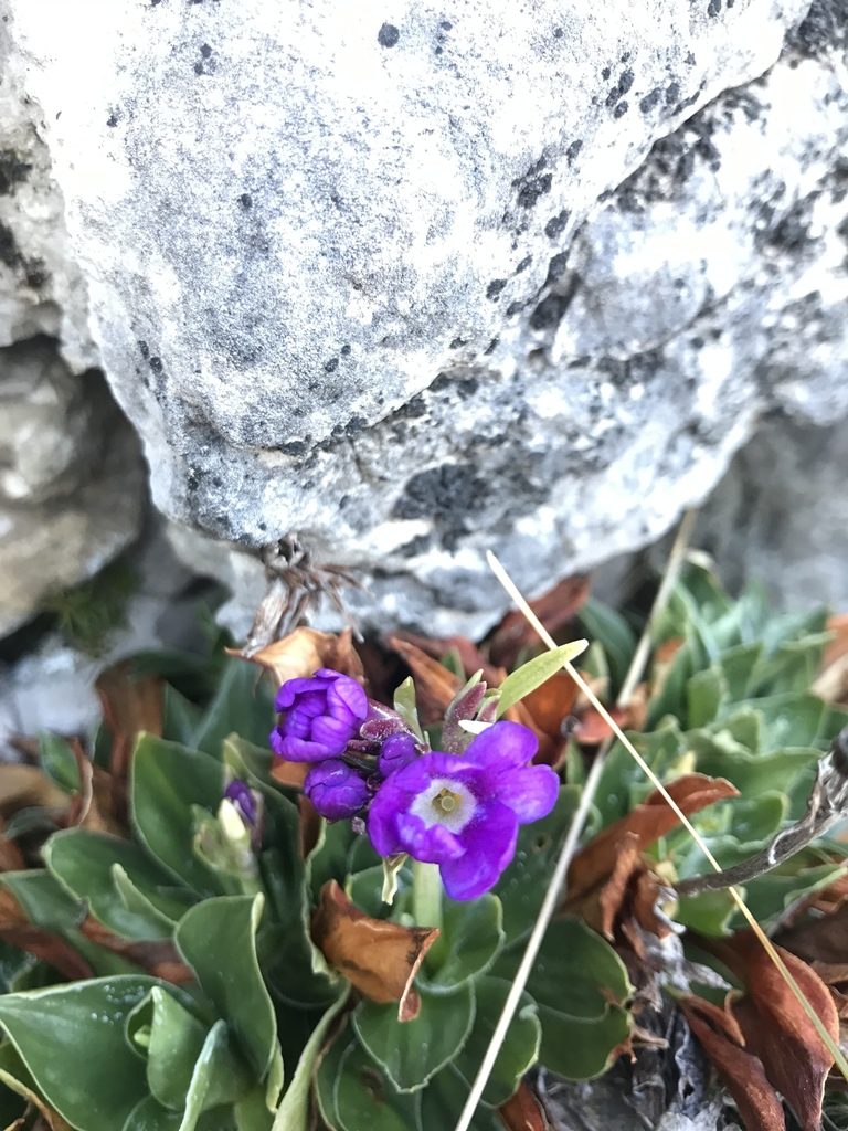 Primula glaucescens, photographed by Riccardo Riva