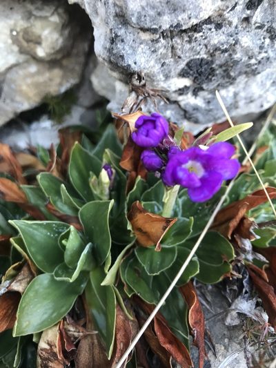 Primula glaucescens, photographed by Riccardo Riva