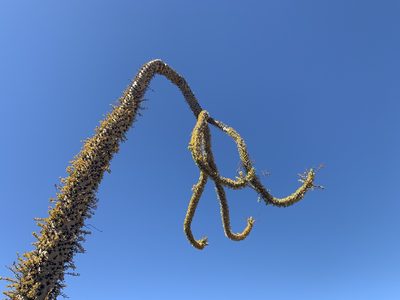Fouquieria columnaris, photographed by Jim Riley